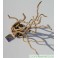 Desert root 15-30 cm