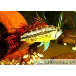 Apistogramma cacatuoides dobbelt rød