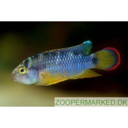 Apistogramma nijsseni