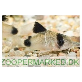 Corydoras Panda