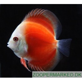side Problemer brud Discus Red Melon
