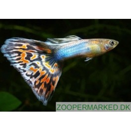 Guppy Tuxedo Blue Neon Multicolor 