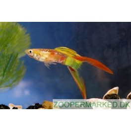 Guppy Calico Lyre Tail