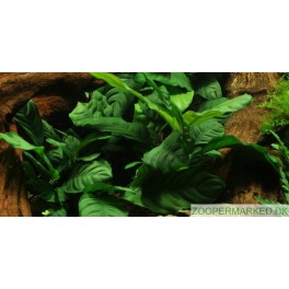 Anubias barteri 'Coffeefolia'